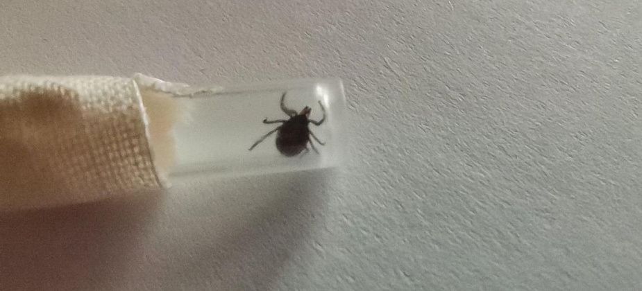 В Серове клещи укусили уже 5 человек