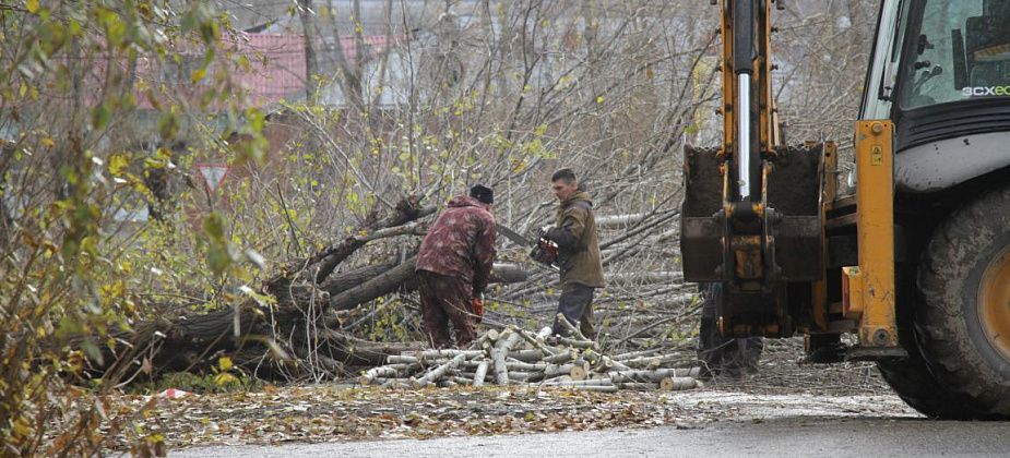 Тополиная аллея – все... В Серове на улице Заславского валят тополя