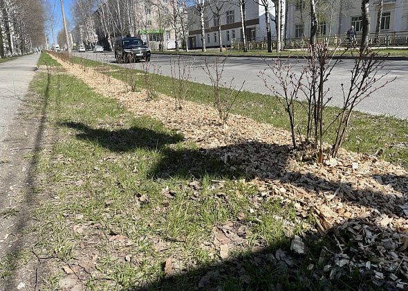 “Кто это добро дал?” Зачем на газоны Серова складывают опил 