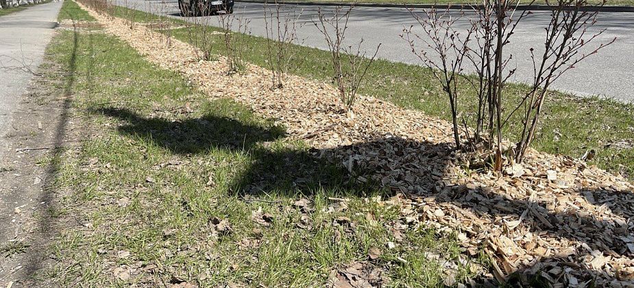 “Кто это добро дал?” Зачем на газоны Серова складывают опил 