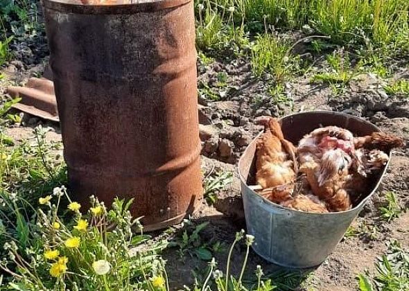 В Серове собаки вновь загрызли кур. Жители Медянкино лишились больше 20 птиц