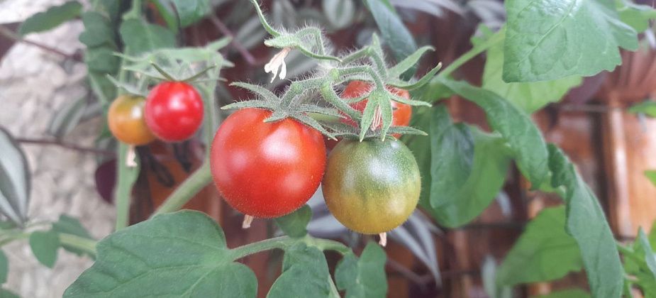 На балконе растут помидоры, а также петрушка, укроп и цветы