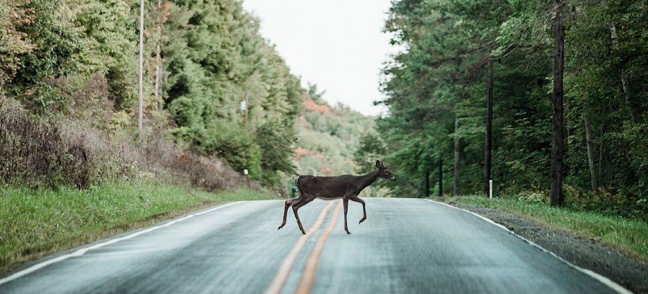 Дорожные службы предупреждают о начавшемся гоне диких животных