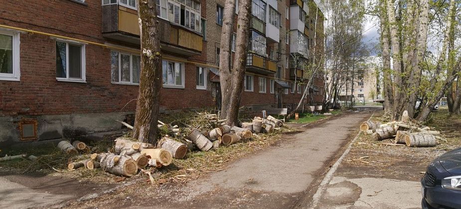 В поселке Энергетиков кронировали часть тополей, на которые жаловались люди