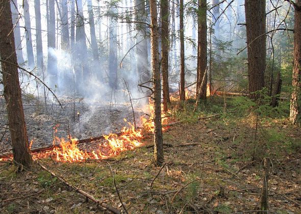 В Свердловской области дым от горящего леса затянул одну из трасс