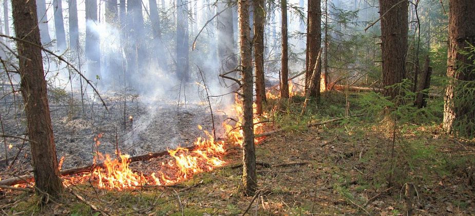 В Свердловской области дым от горящего леса затянул одну из трасс
