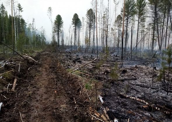 В районе поселка Подгарничный Серовского района тушат лес. Огонь охватил 38 гектаров
