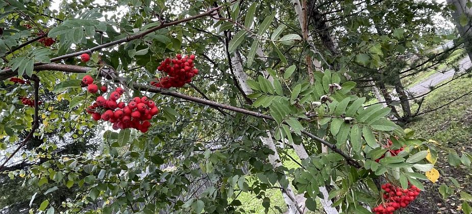 По прогнозам синоптиков, 1 сентября на севере области будет без дождей, но прохладно