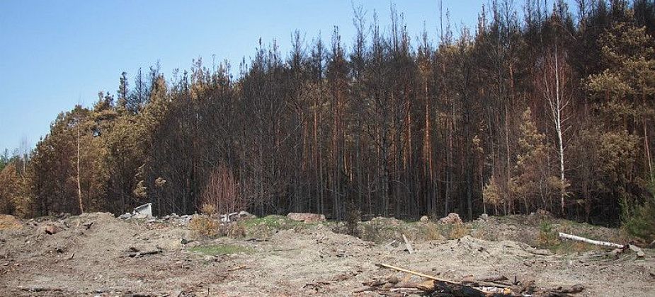 Глава Серова ввел режим чрезвычайной ситуации в лесах городского округа