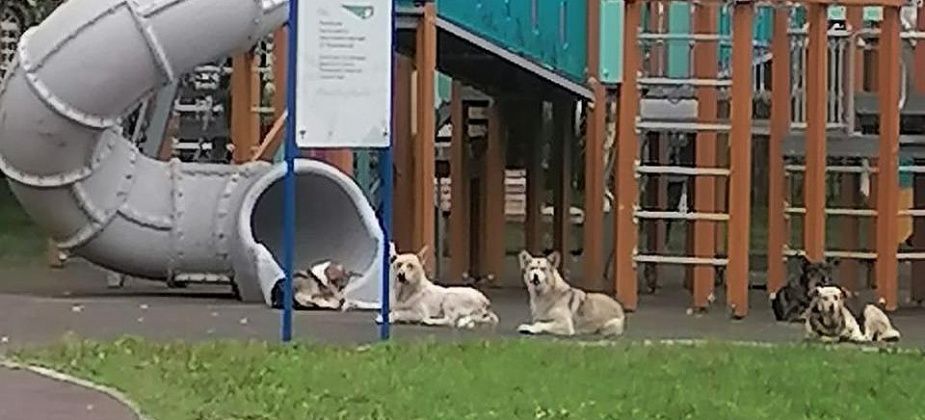 Серовчанин пожаловался на собак, которые облюбовали детскую площадку дома культуры