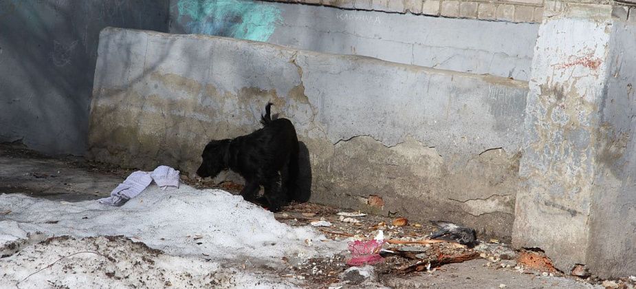 “Проще окно открыть и выбросить мусор”. Серовчанка негодует из-за свалки у стен “общаги”