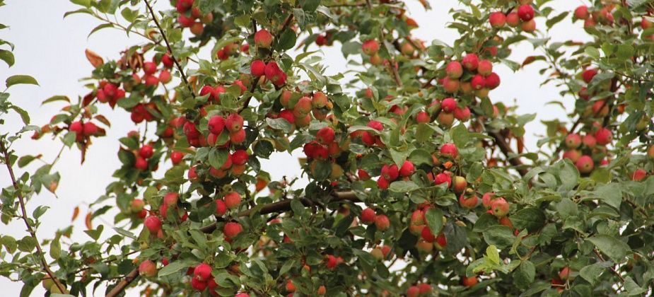 Жаркая погода на севере области простоит до 11 августа