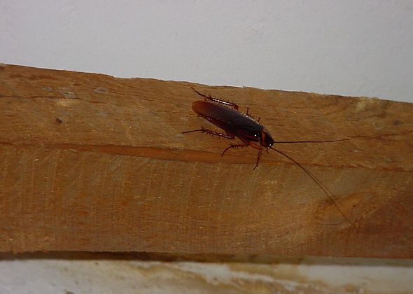 В Серове выросло количество обращений о наличии тараканов в квартирах