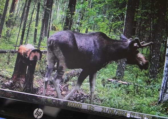 Серовское лесничество начало публиковать записи с животными, сделанные фотоловушкой