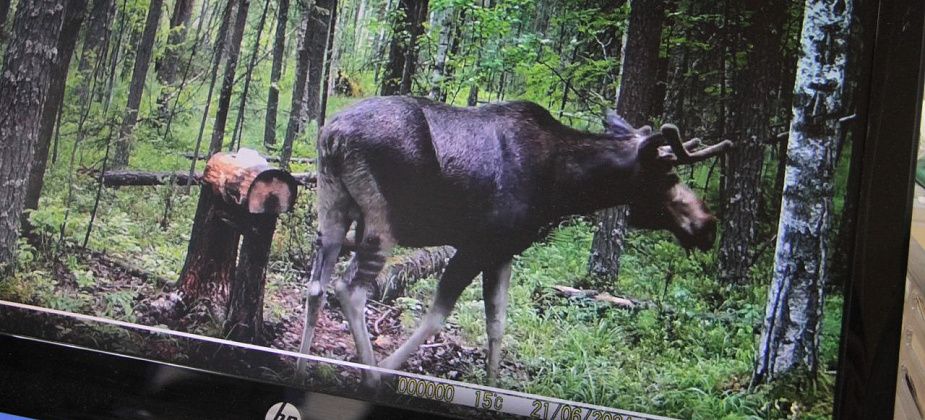 Серовское лесничество начало публиковать записи с животными, сделанные фотоловушкой