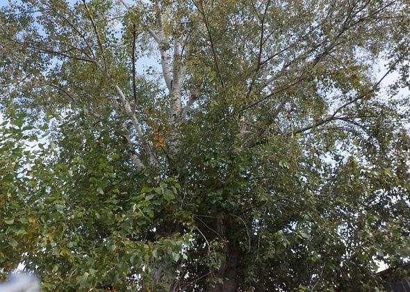 В Романово тополь поломал пенсионерке крышу сарая, забор, ворота и антенну