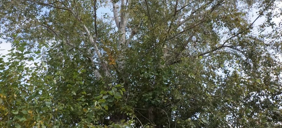 В Романово тополь поломал пенсионерке крышу сарая, забор, ворота и антенну