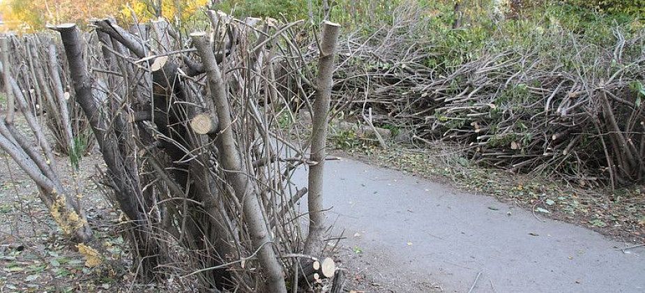 В Серове при реконструкции "Сиреневого бульвара" вырубят сирени