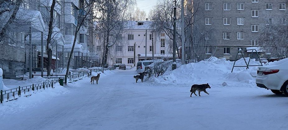 В связи с гибелью собак полиция просит серовчан сообщать о подозрительных людях
