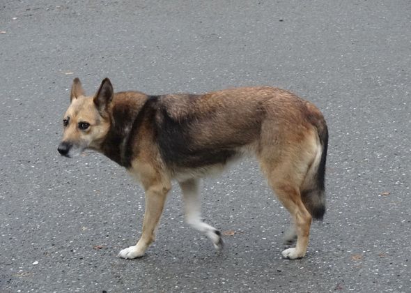 Собаку, которая встречала автобусы на трассе Серов - Сосьва, забрали хозяева
