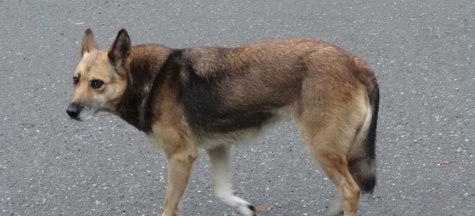 Собаку, которая встречала автобусы на трассе Серов - Сосьва, забрали хозяева