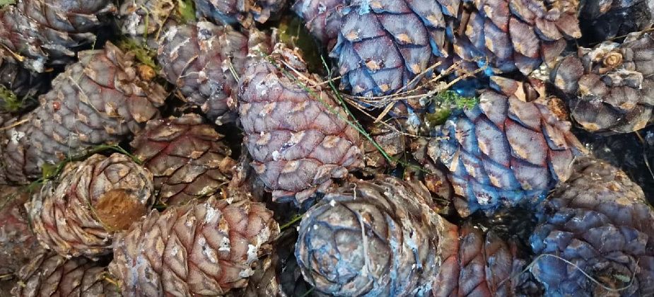 Под Серовом дети пошли за шишкой и заблудились. Их искали всю ночь