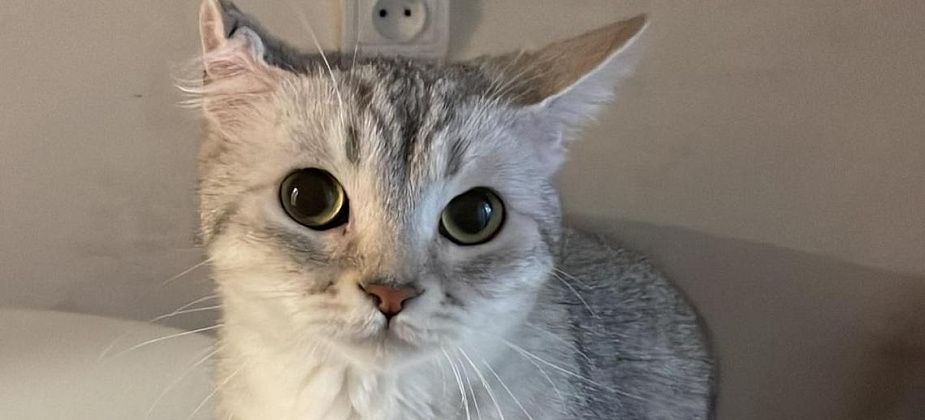 Серовчане просят помощи в поиске кошки Сабрины