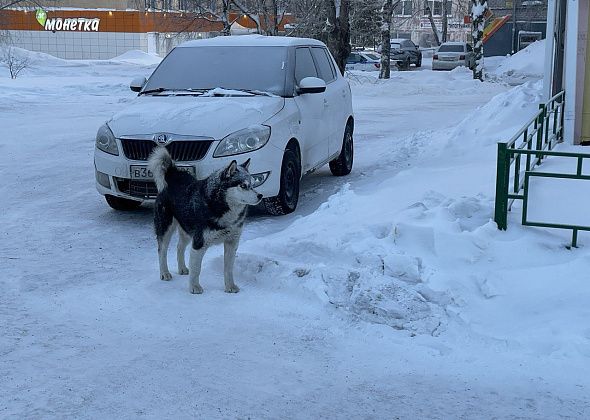 Контракт на отлов собак в Серове заключили с компанией “СтройТрест”