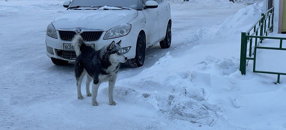 Контракт на отлов собак в Серове заключили с компанией “СтройТрест”