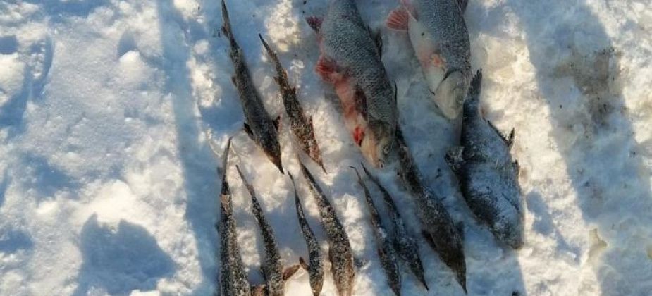 В Серове возбуждено уголовное дело в отношении рыбного браконьера