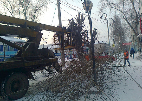 При благоустройстве в Серове особое внимание уделят обрезке тополей