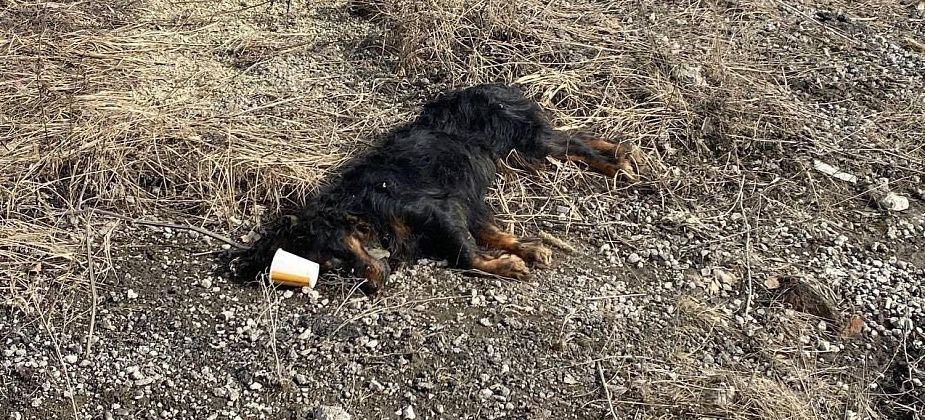 УГЗ Серова ищет подрядчика для перемещения и утилизации трупов животных