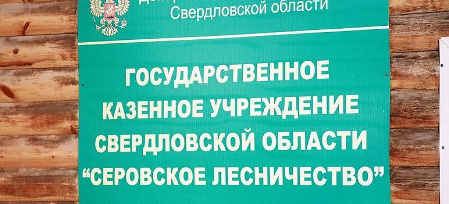 С 16 декабря серовчане смогут оформить договоры на рубку новогодних елей