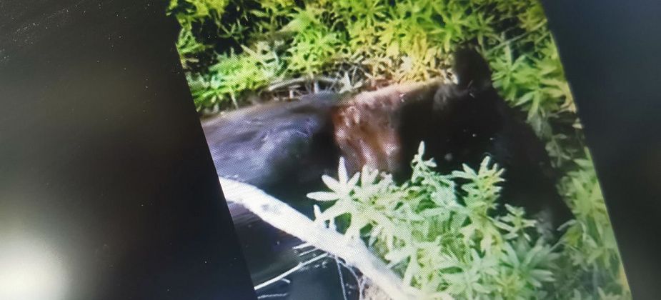 Горожане пересылают видео с медведем, который задрал человека. К Серову это не имеет отношения