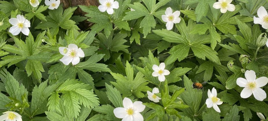 По предварительным прогнозам синоптиков, июль будет теплым