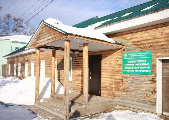 Серовчане срубили новогодних елей на 48 тысяч рублей