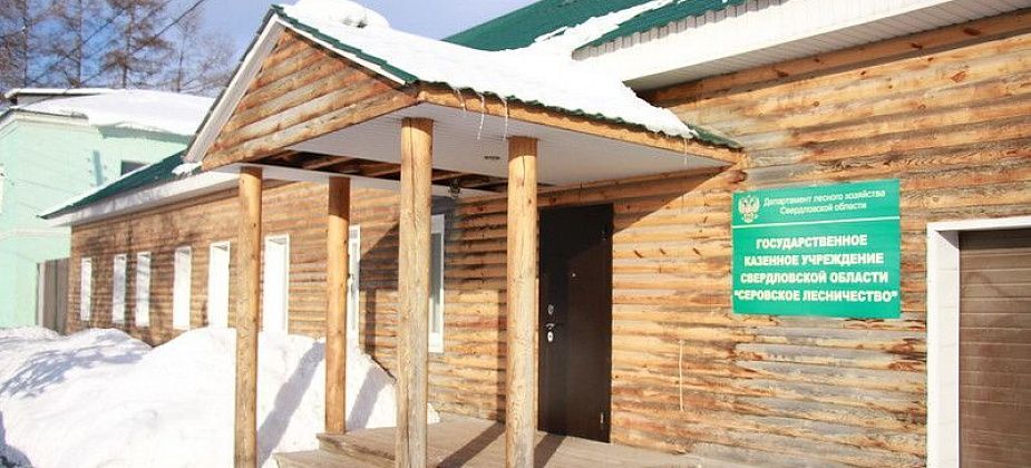 Серовчане срубили новогодних елей на 48 тысяч рублей