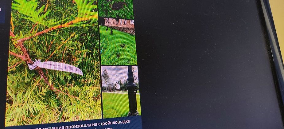 С «Сиреневого бульвара» в Серове украли тую, которую высадили в рамках реконструкции