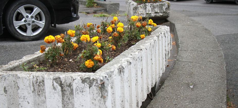 На улицах Серова высадят более 58 тысяч цветов