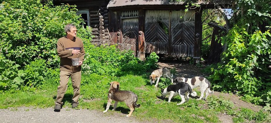 "Они просто могут начать нападать на людей". Жители Завокзального жалуются на стаю собак, поселившуюся в "заброшке"