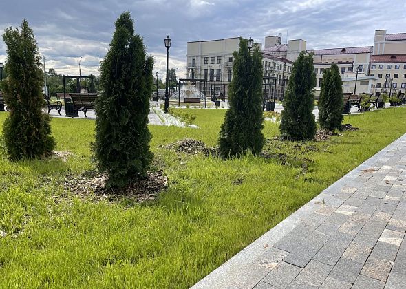 В театральном сквере Серова заменили восемь туй