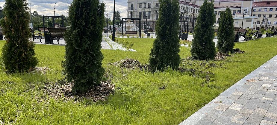 В театральном сквере Серова заменили восемь туй