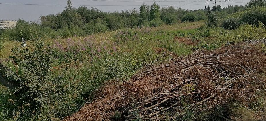 Серовские железнодорожники убрали старые ветви из полосы отвода. По предписанию транспортной прокуратуры
