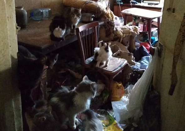 "Кошки стали сиротами". Серовские зоозащитники приютят 20 кошек, хозяйка которых тяжело заболела