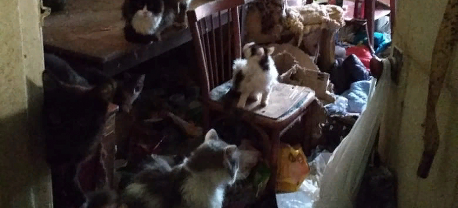 "Кошки стали сиротами". Серовские зоозащитники приютят 20 кошек, хозяйка которых тяжело заболела