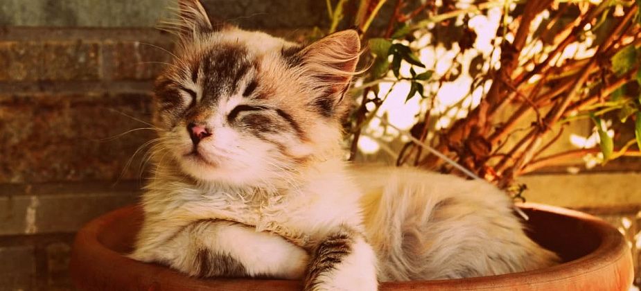 Как помочь животным перенести жару?