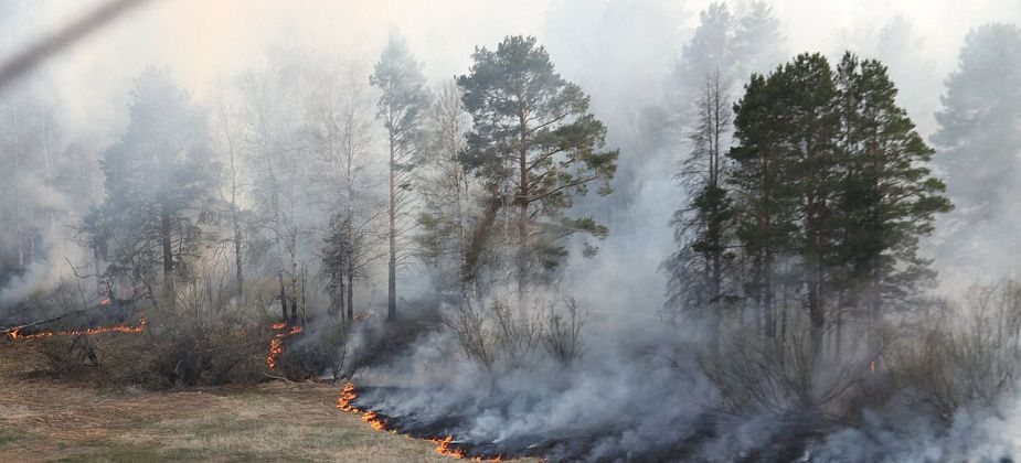 В Серове случился первый в 2019 году лесной пожар