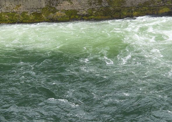 «Очень необычный зеленый цвет...». Серовчанина обеспокоил цвет воды в реке Какве