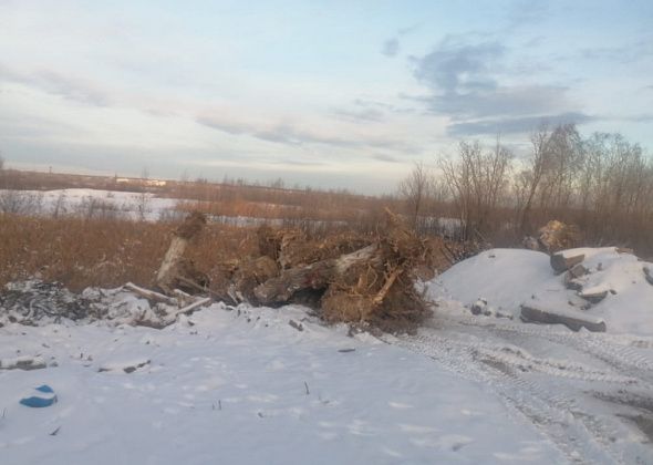 На обочину дороги под Серовом выкинули выкорчеванные пеньки тополей