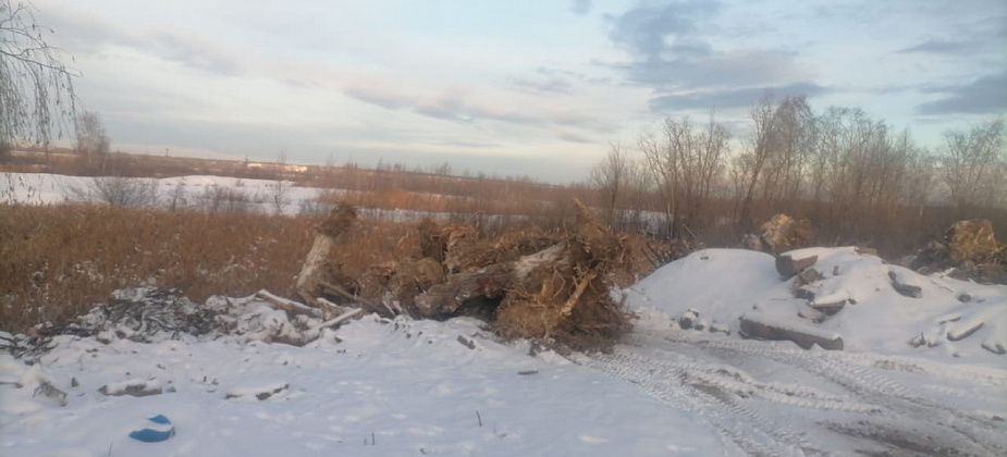 На обочину дороги под Серовом выкинули выкорчеванные пеньки тополей